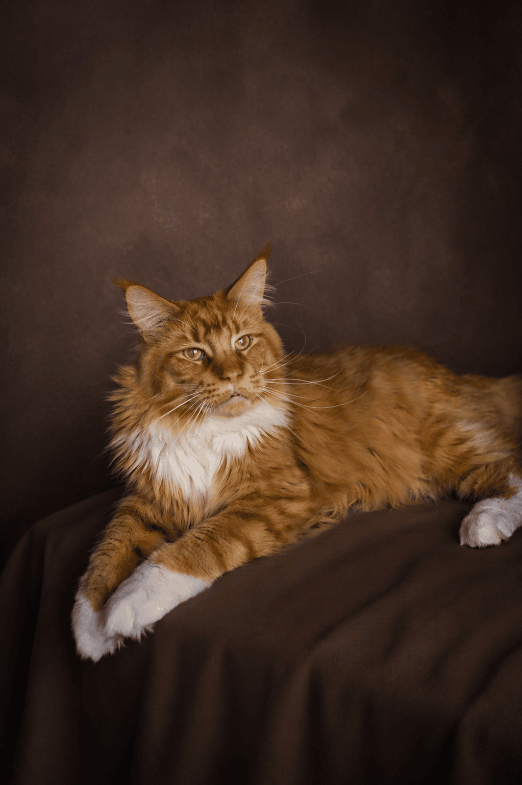 Zigmund