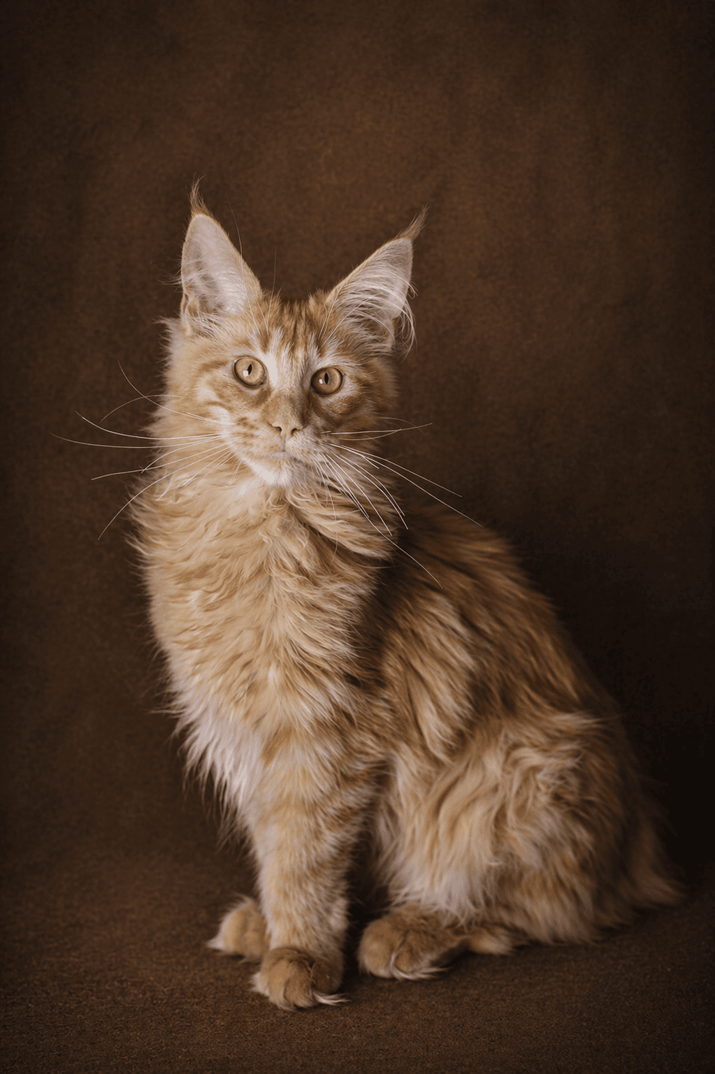 Elvis
