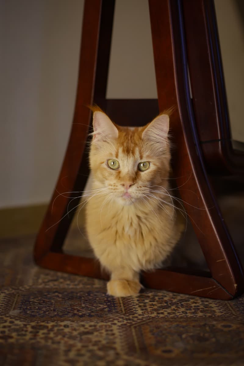 Berkana