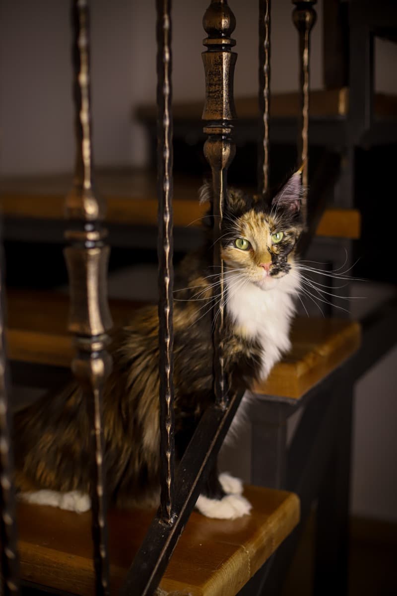 Bonita